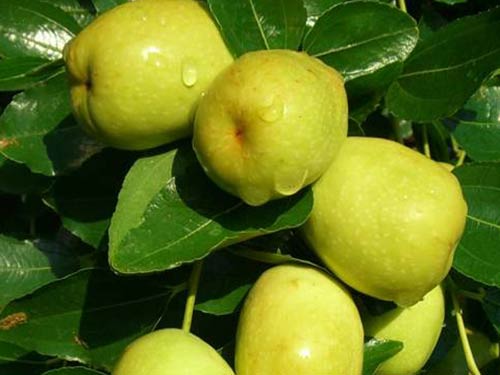 Giống cây táo đào vàng