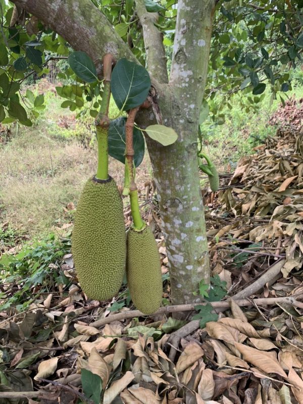 Giống cây mít malaisia
