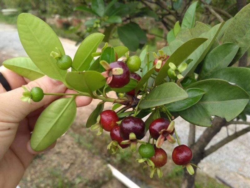 Giống cây cherry brazil